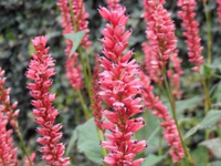 Горец Persicaria JS Caliente