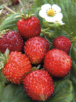 Земляника лесная Fragaria vesca Alexandria