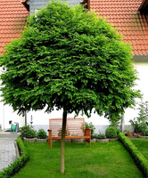 Робиния псевдоакация Умбракулифера Robinia pseudoacacia Umbraculifera