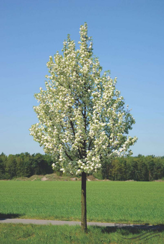 Груша Pyrus calleryana Chanticleer