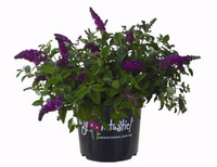 Будлея Buddleja Bloomtastic DREAMING LAVENDERPBR