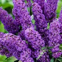 Буддлея Давида Buddleja davidii Harlequin