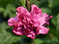 Гибискус сирийский Duc de Brabant. Hibiscus syriacus Duc de Brabant