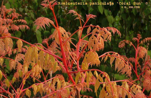 Каултерия KOELREUTERIA PANICULATA CORAL SUN R