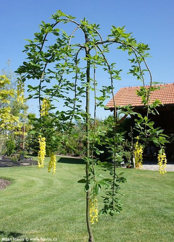 Лабурнум LABURNUM ALPINUM PENDULUM