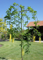 Лабурнум LABURNUM ALPINUM PENDULUM