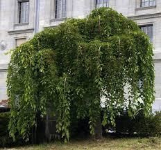 Шелковица белая Пендула MORUS ALBA PENDULA