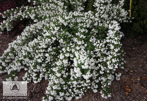 Чубушник PHILADELPHUS SNOWBELLE