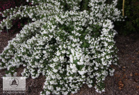 Чубушник PHILADELPHUS SNOWBELLE