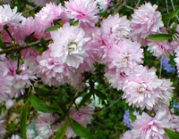 Слива PRUNUS GLANDULOSA ROSEA PLENA