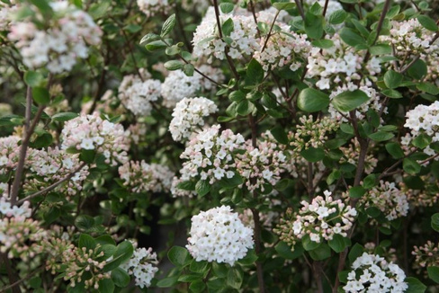 Калина VIBURNUM BURKWOODII ANNE RUSSELL