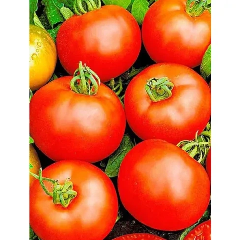 Семена овощей Agroni томат Белый налив AGRONI None