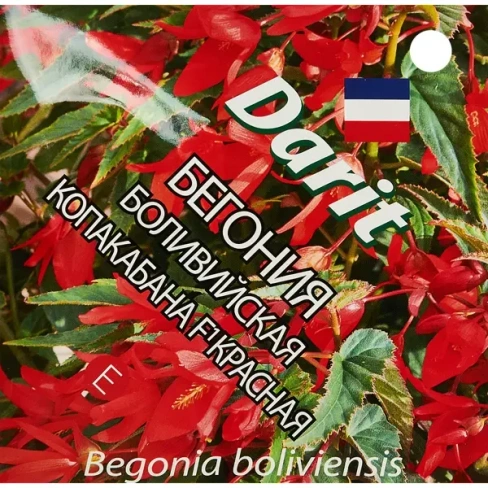 Семена цветов Дарит бегония боливийская Копакабана F1 красная 7 шт. Без бренда None