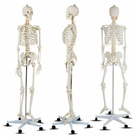 Медицинская школа, класс анатомии человека, модель скелета в натуральную величину Slickblue